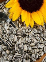 Sunflower seeds (সূর্যমুখী বীজ)